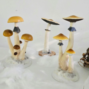 Psylocibe cubensis mushroom