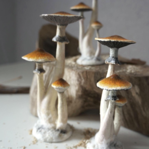 Trippy mushroom art Psilocybe cubensis